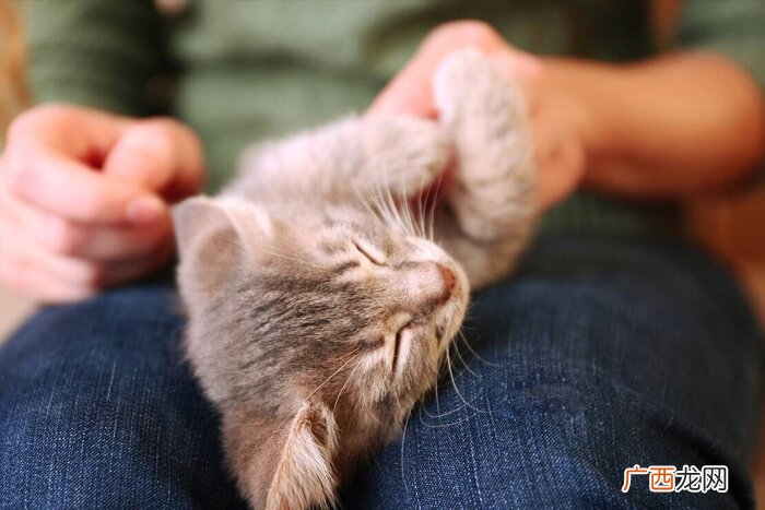 土猫当成宠物猫来养有哪些好处 土猫适合当宠物吗