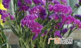 二色补血草怎么在家里养殖 补血草的养殖方法图片