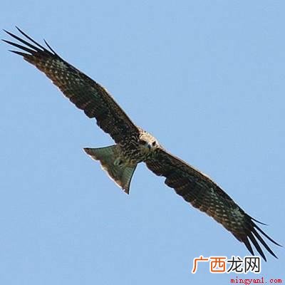 老鹰的俗称是什么_健康频道 鸢的俗称是什么