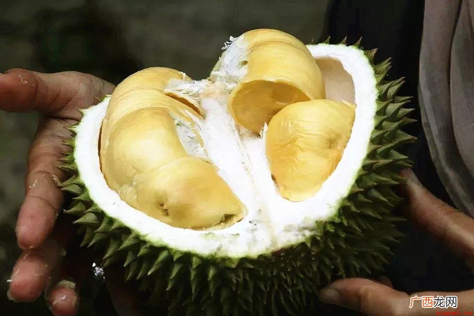 榴莲的生长周期很长,含糖量最高的水果,民间还有 榴莲为什么那么贵