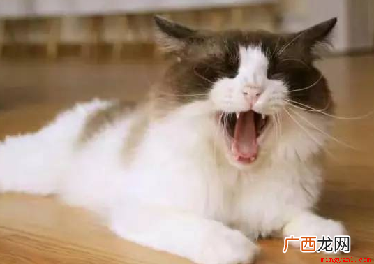 吸猫成瘾的害处有哪些 吸猫成瘾有什么害处