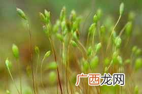 中草药肾精草的配伍 水仙桃草配伍中药