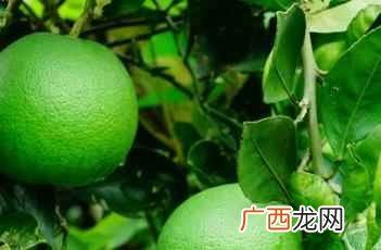 柚根和流苏的区别 柚根