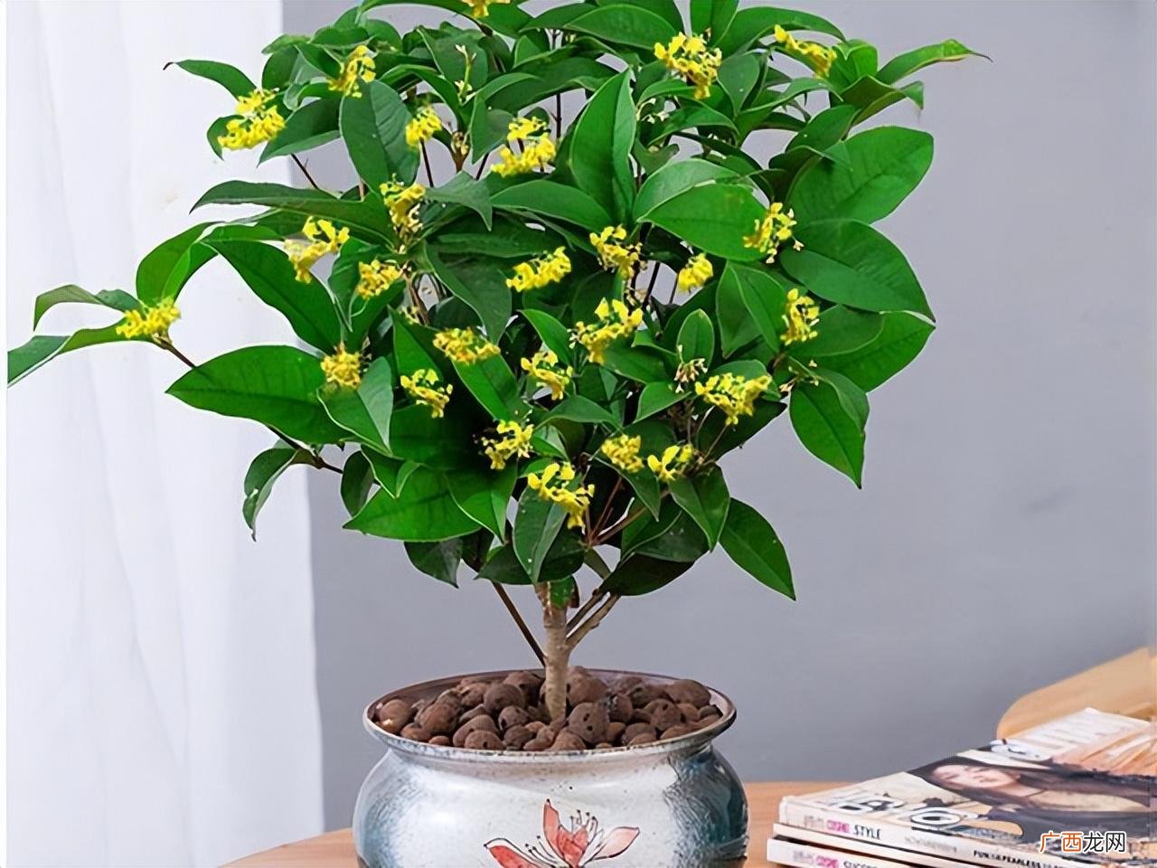 这6种盆栽树，吉祥又富贵 家里种什么植物风水好又旺财