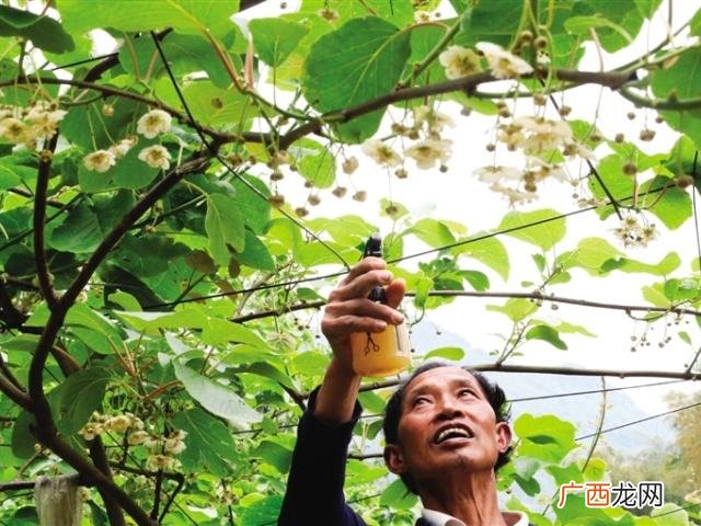 猕猴桃人工授粉需要注意哪些事项 猕猴桃怎么授粉