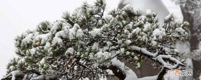观雪韵对仗闻梅芳的意思 观雪韵对仗什么