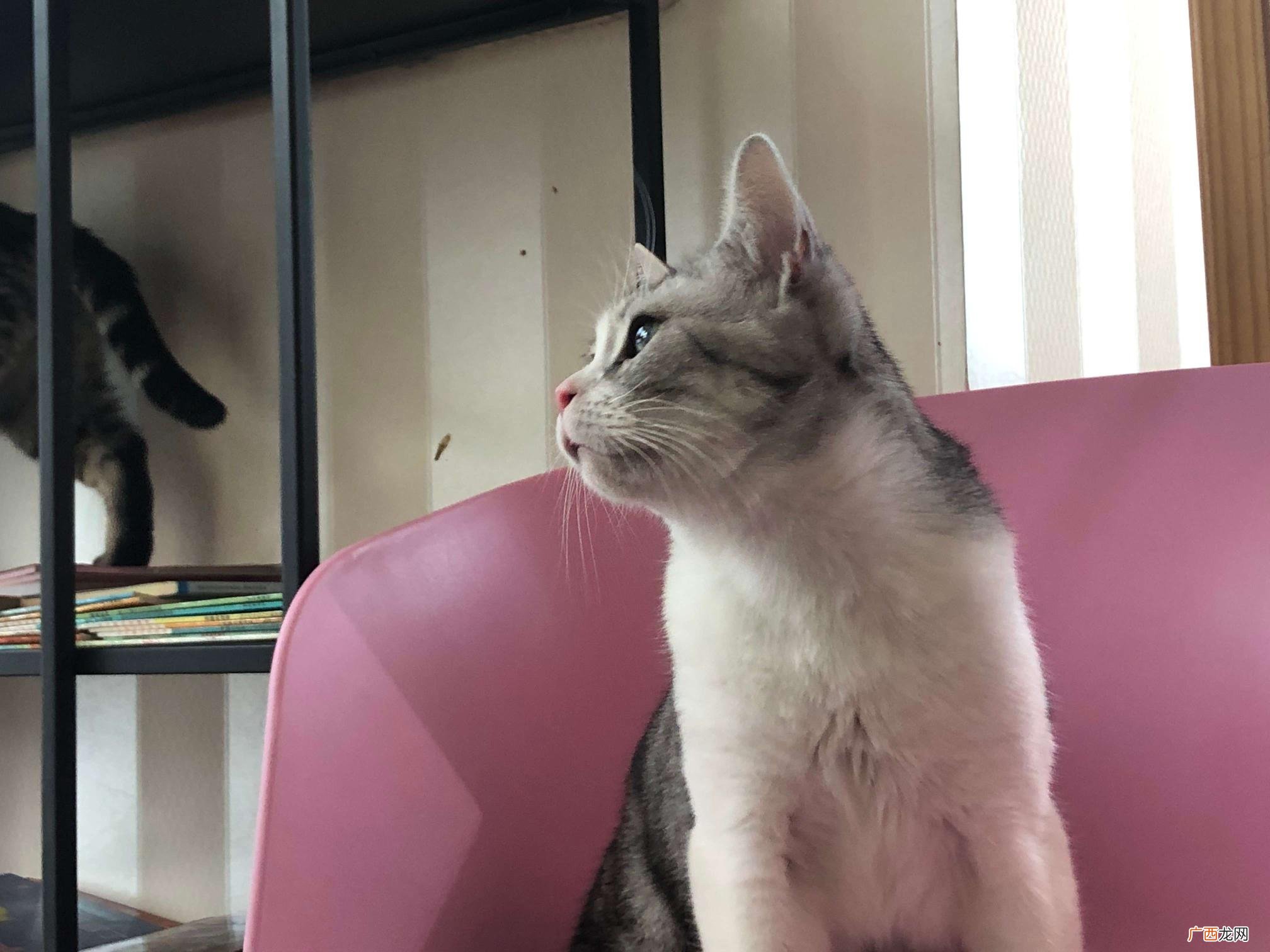 这些蔬果可是非常不错的食物 猫最爱吃的10种蔬菜