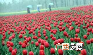 蒙蒙的春雨像什么 如何用春雨造比喻句