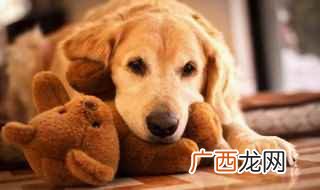 幼犬的消化能力较弱怎么办 小狗吃多了呕吐怎么办