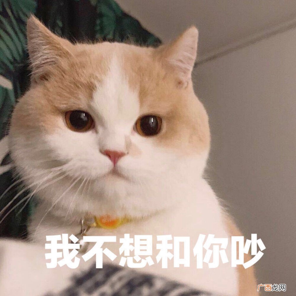 猫咪记仇会很久很久，感觉哄哄 猫咪恨主人的十种表现