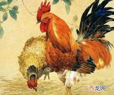 生肖鸡性格优缺点:属鸡人的优点 2022年 2005年今年几岁