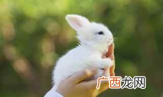 属兔的人可以佩戴文殊菩萨吗 属兔本命年佩戴什么佛