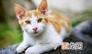 猫咪进食后不呕吐怎么办 猫瘟在家怎么治