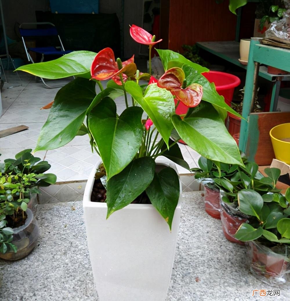 一年四季开花又好养的花卉 四季花有哪些品种图片大全