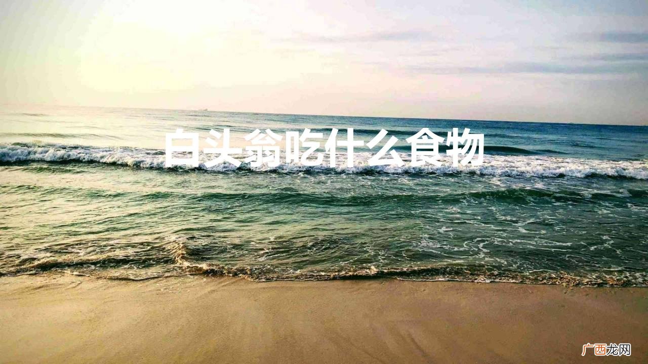 白头鹎平时吃大量的害虫 白头翁吃什么食物长得快能开口叫