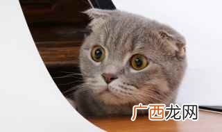 孕猫可以吃化毛膏吗有什么危害 猫怀孕能吃化毛膏吗