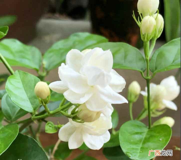 茉莉花几月份开花一年开几次花 茉莉花几月份开花