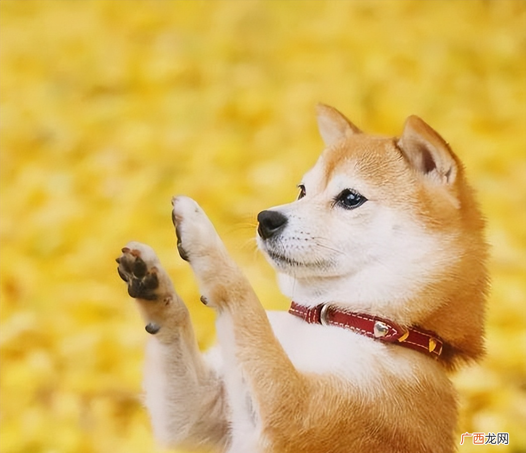 家里养柴犬的优缺点 养柴犬的人都后悔了吗