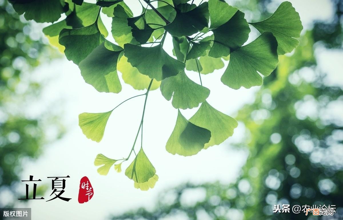 带你了解立夏世界的4种经典习俗 立夏风俗活动有哪些