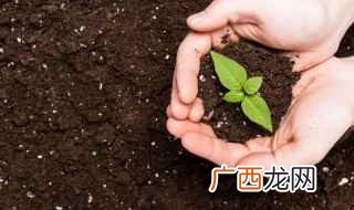 泥炭土和河沙配制营养土 营养土最快的制作方法