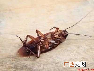 蟑螂死了该怎么处理的具体操作步骤 蟑螂死了该怎么处理