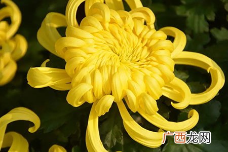 菊花的意义象征是什么 菊花寓意代表什么意思