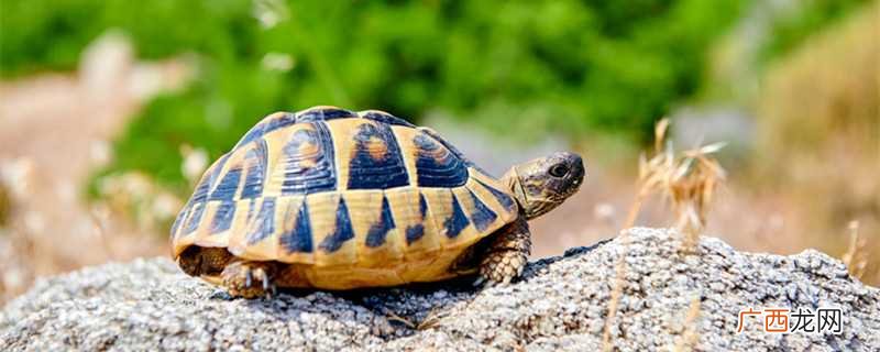 王八吃鱼虾、昆虫、蝌蚪、蔬菜、水果以及杂粮等 王八吃什么