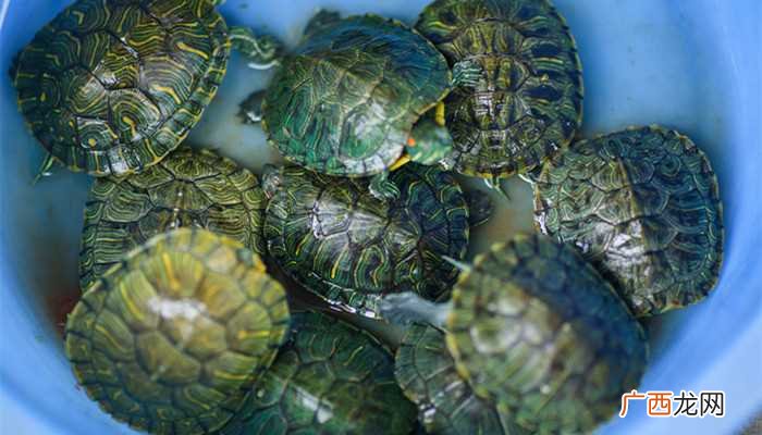 王八吃鱼虾、昆虫、蝌蚪、蔬菜、水果以及杂粮等 王八吃什么