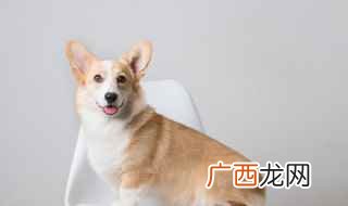 cecier赛西尔14、sare赛拉 狗狗英文名