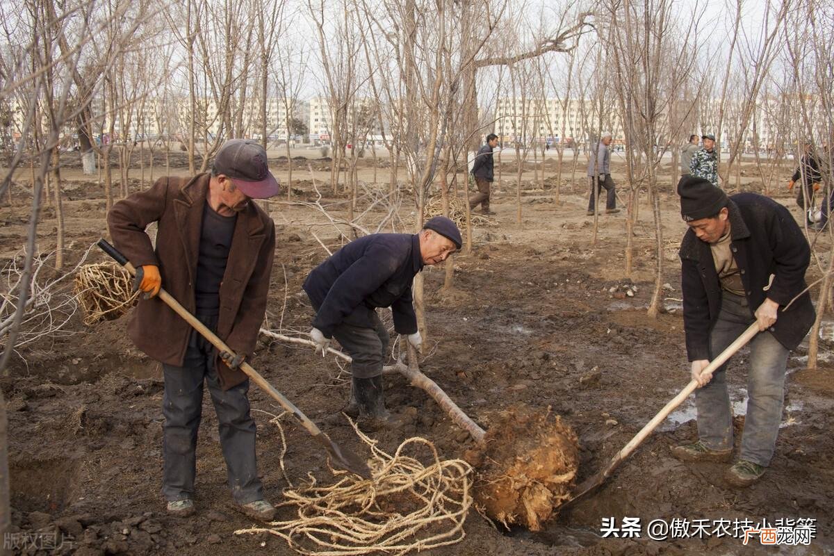 秋季什么时候栽种树木苗最好 什么时候种树成活率高一些