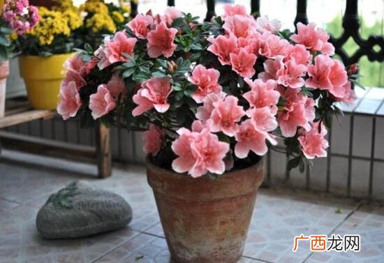 杜鹃花不适合家里种植吗 一般人家里为什么不养杜鹃花