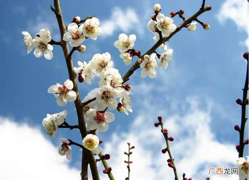 梅花什么时候开花呢 梅花什么时候开