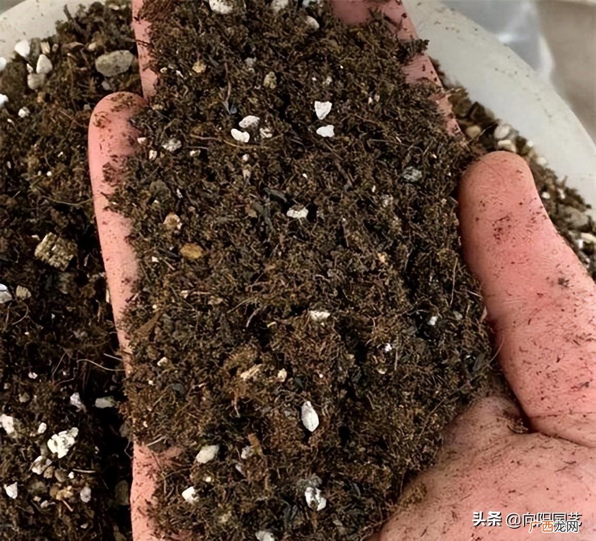 珍珠岩有什么作用 养花用的珍珠岩是什么材料做的