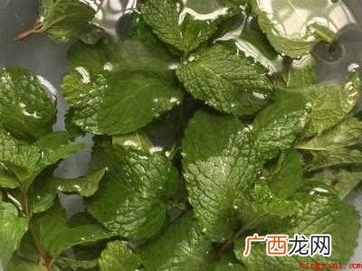 薄荷怎样收割晒干保存的具体操作步骤 薄荷怎样收割晒干保存