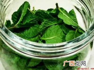 薄荷怎样收割晒干保存的具体操作步骤 薄荷怎样收割晒干保存