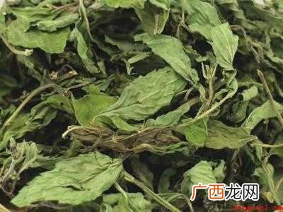 薄荷怎样收割晒干保存的具体操作步骤 薄荷怎样收割晒干保存