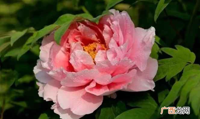 牡丹花的花语是什么象征着什么 牡丹花的花语是什么