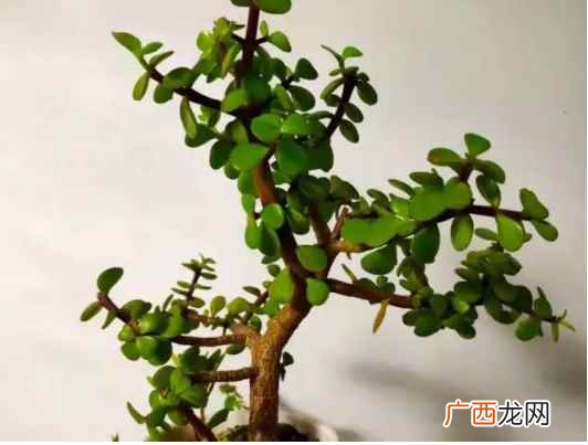 金枝玉叶怎么养才开花多 金枝玉叶怎么养才开花