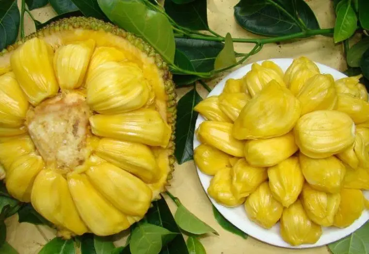 菠萝蜜怎么看熟不熟图 菠萝蜜怎么看熟不熟