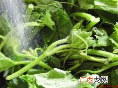 南瓜尖怎么吃的具体操作步骤 南瓜尖怎么吃