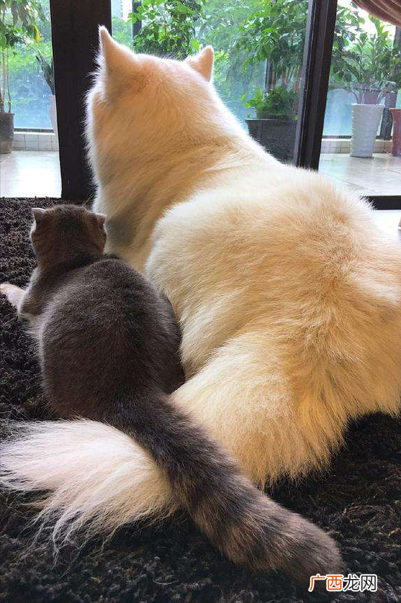 猫咪的尾巴才是它情绪的风向标 小猫害怕求饶的表现