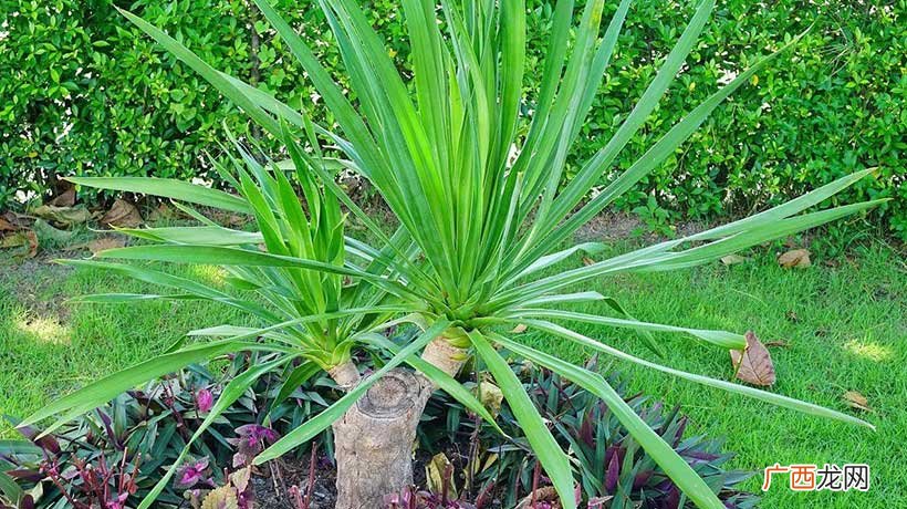 客厅养7种绿植最旺家 客厅最旺宅的大型植物