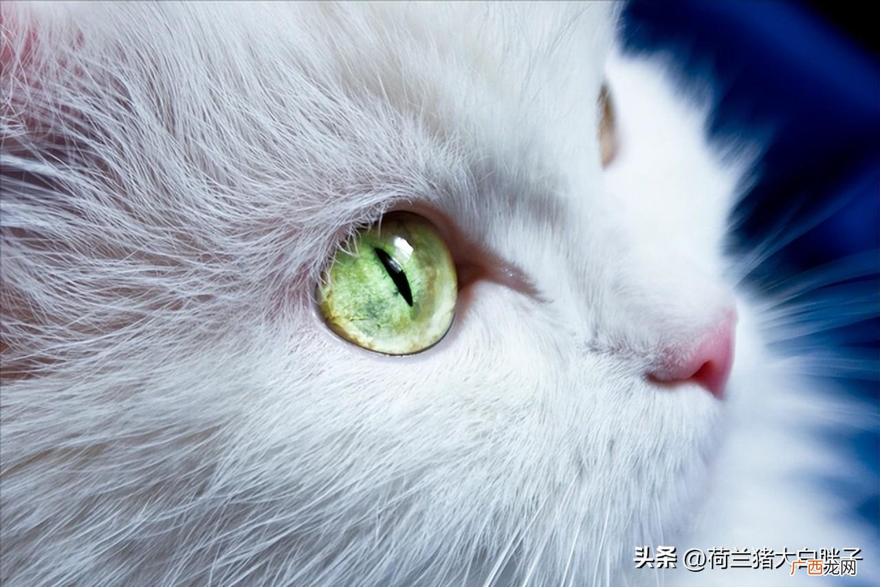 猫咪的冷知识，你知道多少 关于猫咪的100个冷知识