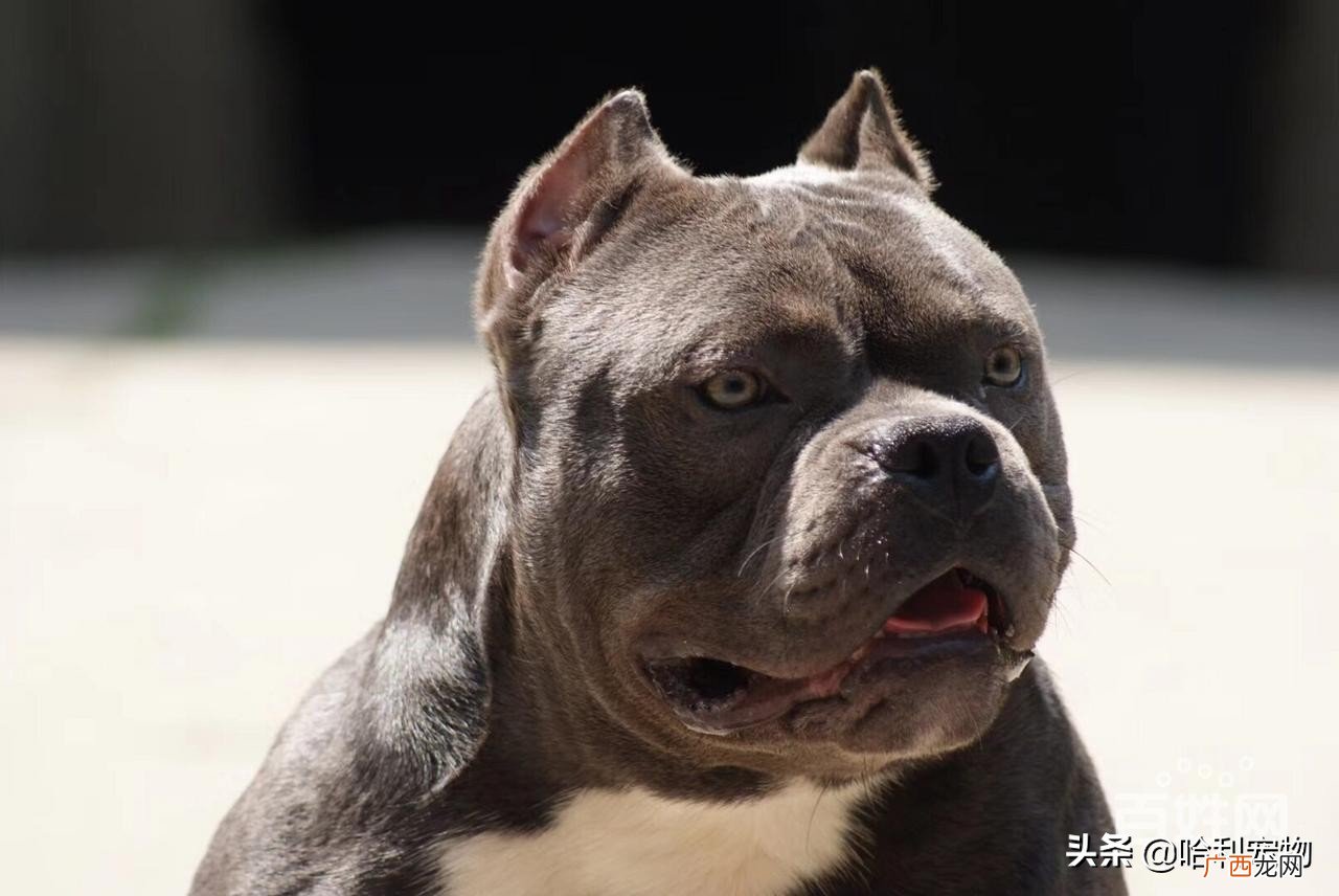恶霸犬的优劣势及脾气怎么样 恶霸犬的优缺点及性格