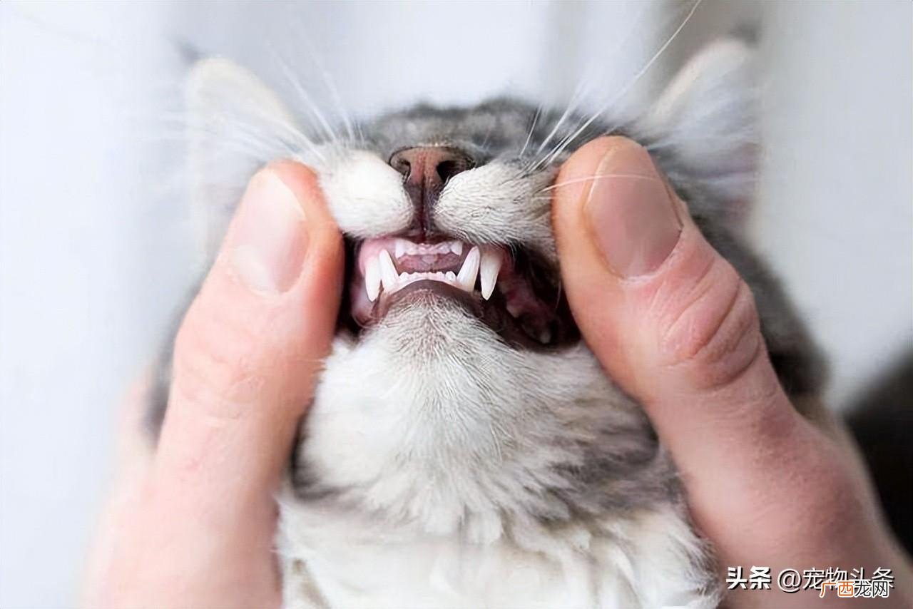 小奶猫什么时候换牙 猫什么时候换牙