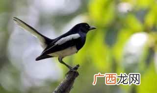 鹊鸲叫有什么兆头 鹊鸲叫有什么预兆