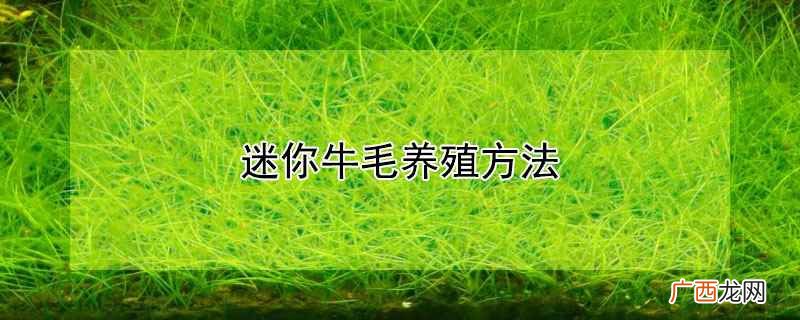 迷你牛毛养殖方法图解 迷你牛毛养殖方法