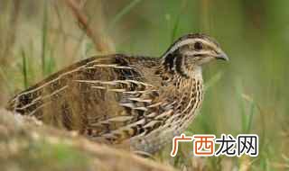 蛋鹌鹑一年要吃10 鹌鹑喜欢吃什么食物