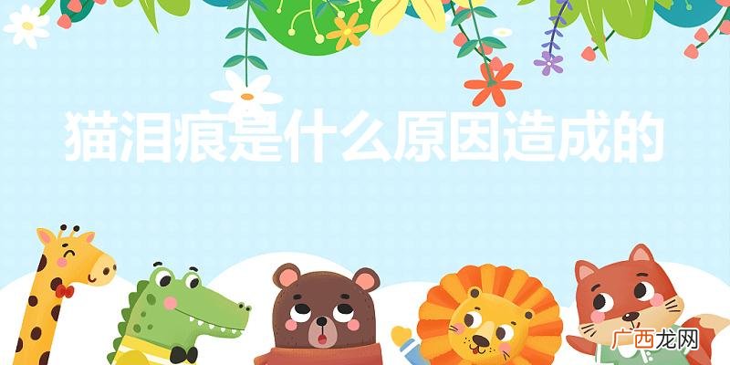 幼猫为什么有泪痕 猫泪痕是什么原因造成的