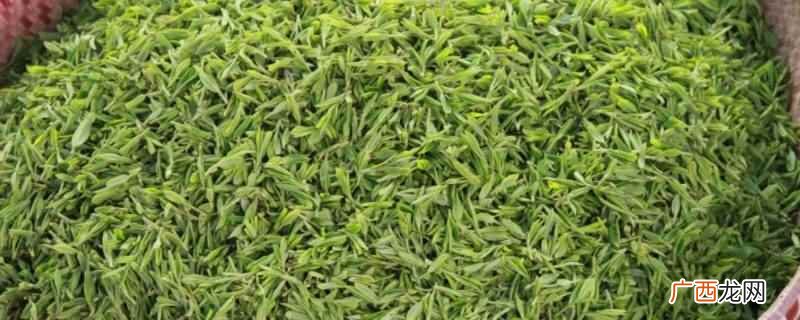 新茶常温存放10天后放冰箱 新茶什么时候放冰箱